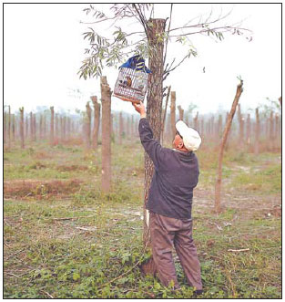 'Precious plantlife vanishing from wild'