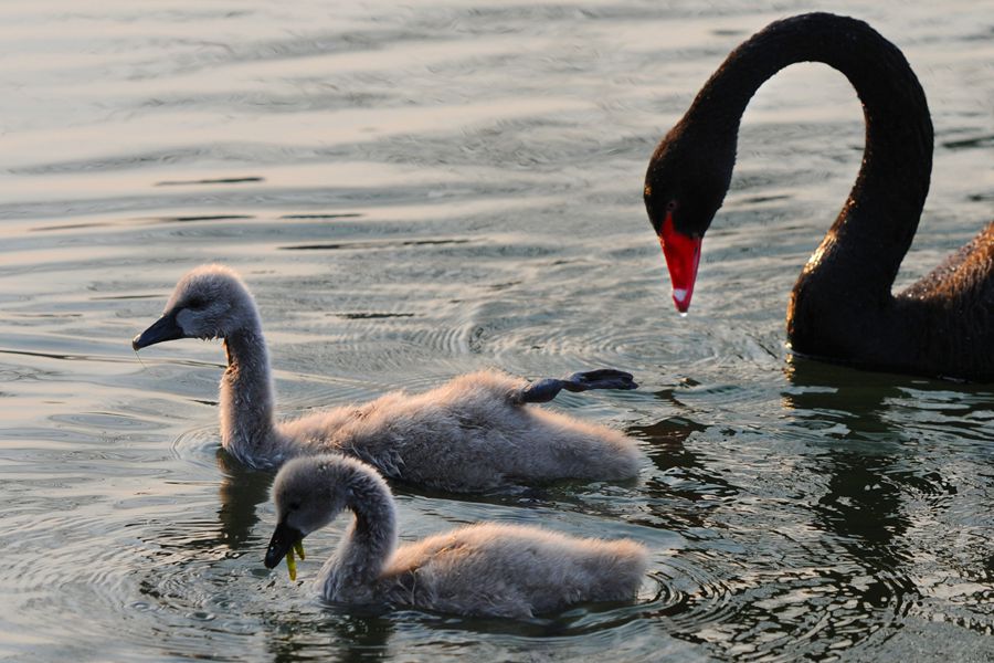 Black swan and her babies in Beijing park