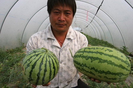 Fake seeds grow rock-hard watermelons