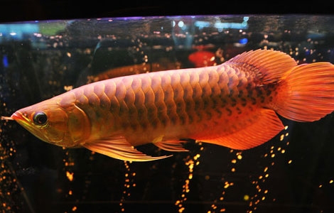 Auspicious fish priced at 88,000 yuan