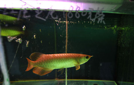 Auspicious fish priced at 88,000 yuan