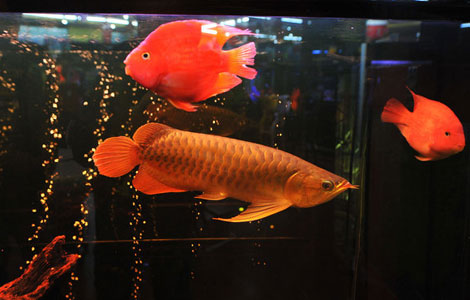 Auspicious fish priced at 88,000 yuan