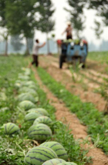 Watermelon harvest puts smile on farmer's faces