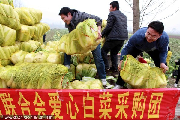 Cabbage purchasing team helps farmers with predicament