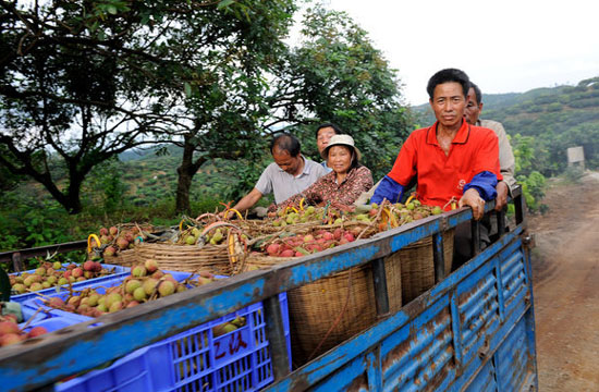 A sweet harvest in Guangxi