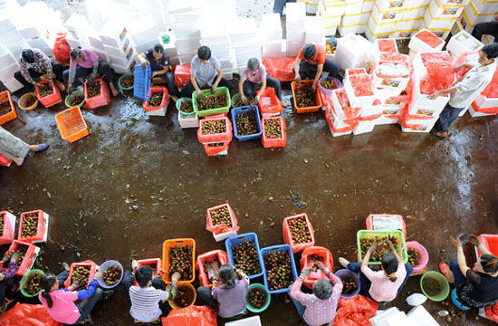 A sweet harvest in Guangxi