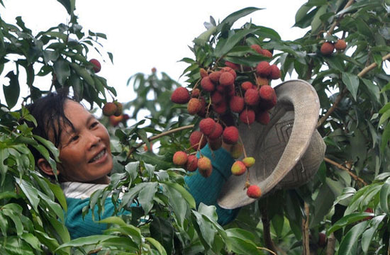 A sweet harvest in Guangxi