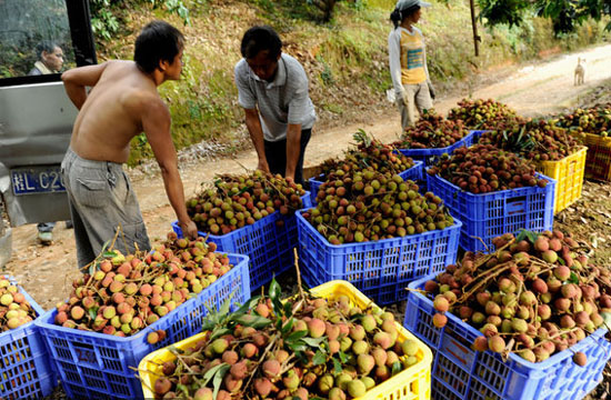 A sweet harvest in Guangxi