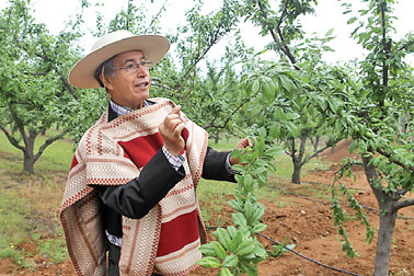 Chile's fruit takes root in China