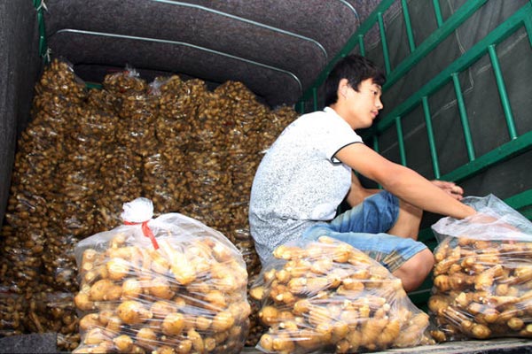August ginger prices hit rock bottom
