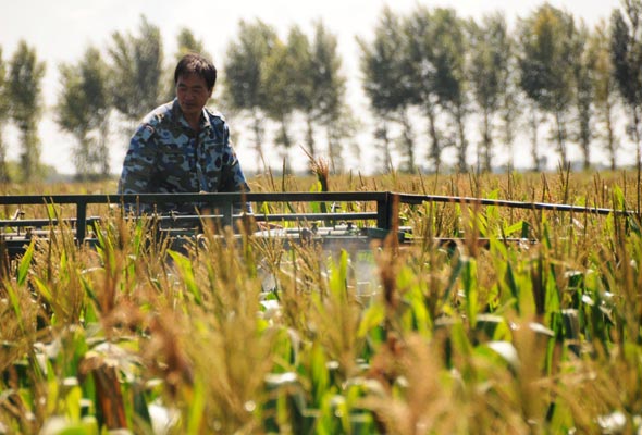 Fight against armyworms in Heilongjiang