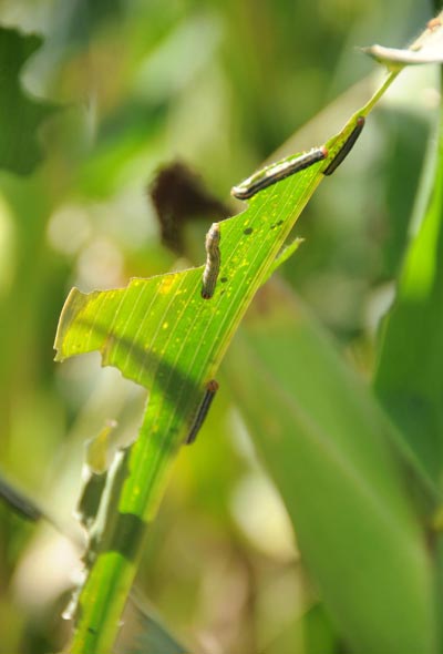 Fight against armyworms in Heilongjiang