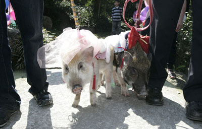 ,,wedding ceremony,year of the pig,