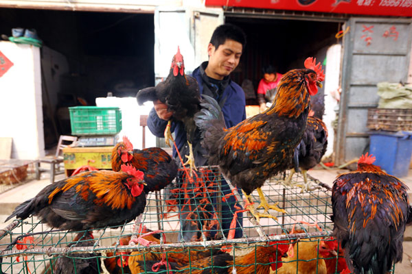 Avian flu quiets song in bird market