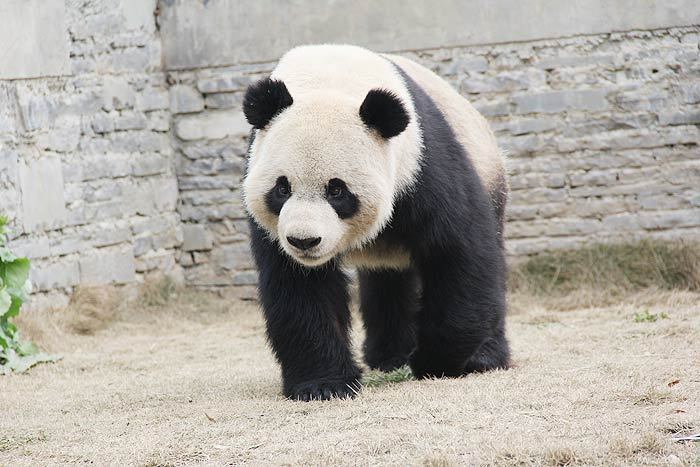 Live panda report