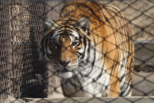 13 tigers die in 3 months