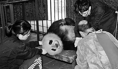 Sick panda in quake zone gets tender loving care