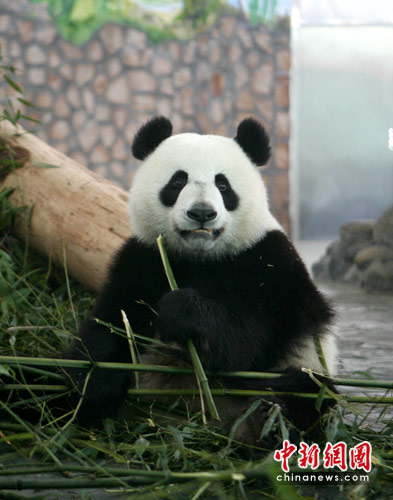 Mainland selects pandas to give to Macao