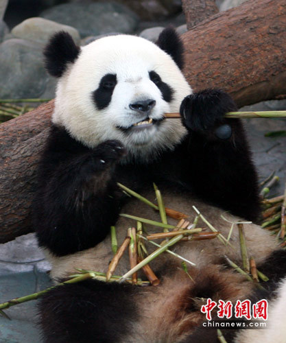 Mainland selects pandas to give to Macao