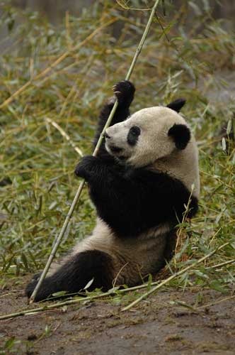 Olympic panda dies of illness at China zoo