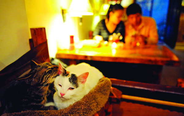 Cat lovers hope to heal the pain