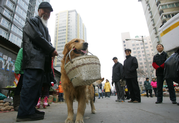 Xi'an keeps large dogs out of center