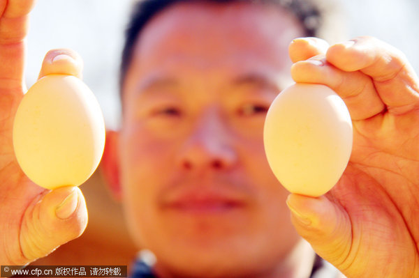 Egg-laying rooster in E China defies nature