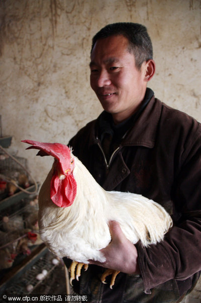 Egg-laying rooster in E China defies nature