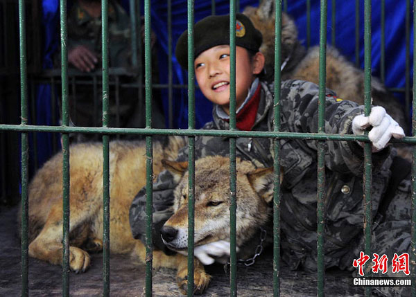 Girl, 9, locked in cage with wolves by dad
