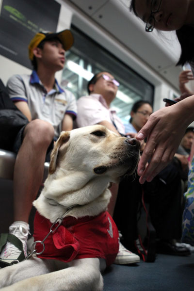 Clear vision for future of guide dogs