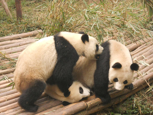 Book highlights panda conservation