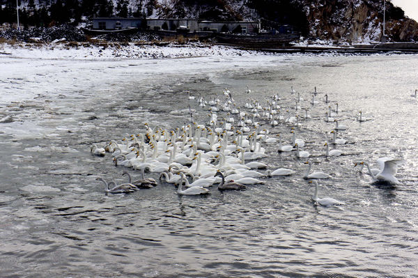 Siberian swans migrate to China