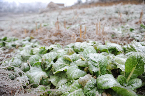 Cold snap affects 379,000 in SW China's Guizhou