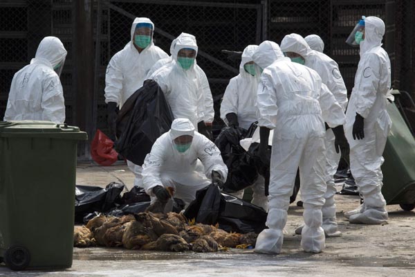 HK culls chickens, bans live imports for fear of H7N9