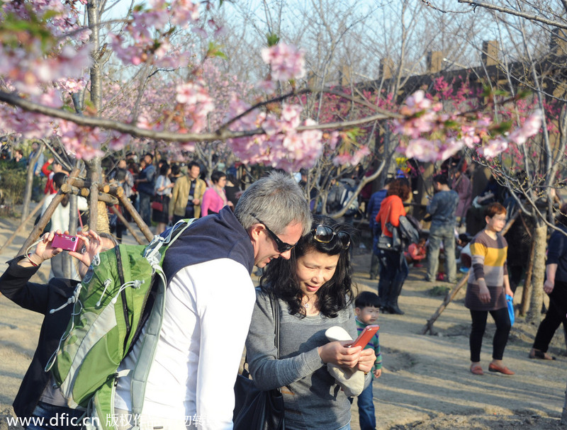 Cherry blossoms give Shanghai early taste of spring