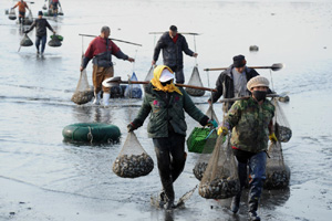 Peak season for kelp in Shandong