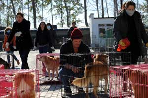 Govt denies burying stray dogs alive