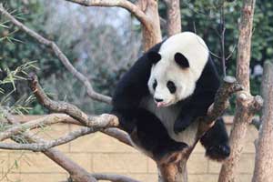 'Panda' makes its presence felt in Chengdu