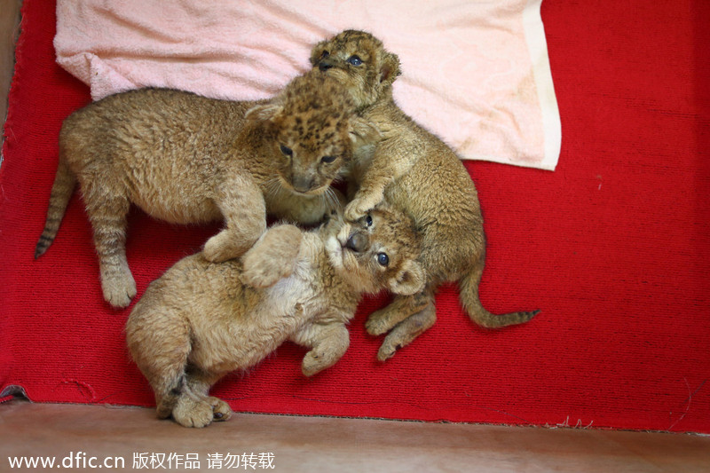 Animals keep cool in Shenzhen heat wave