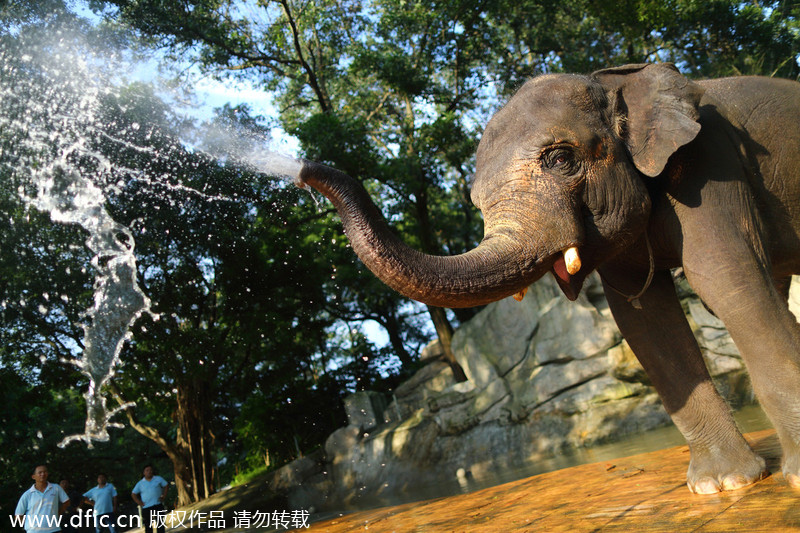 Animals keep cool in Shenzhen heat wave