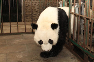 Animals keep cool in Shenzhen heat wave