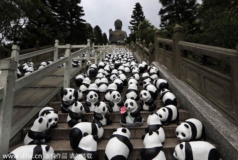 Pandas' 'pilgrimage' to Tian Tan Buddha
