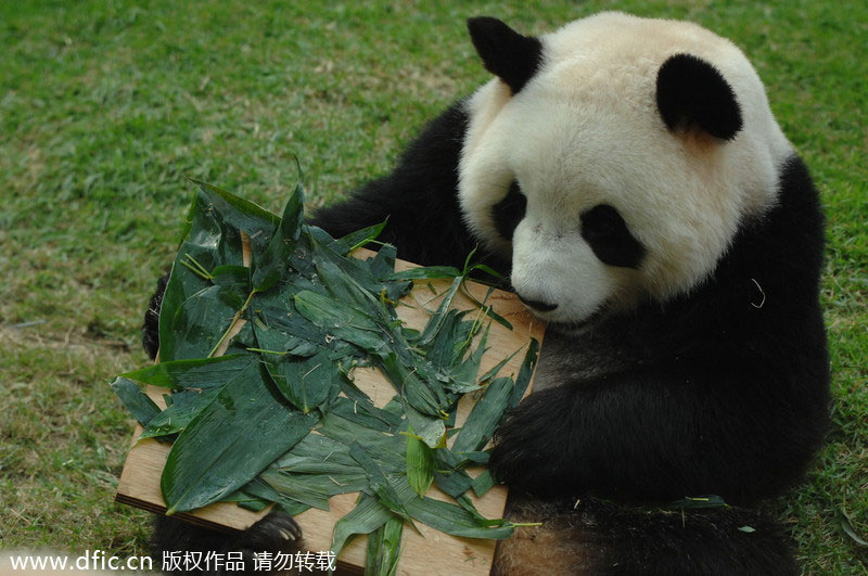 RIP <EM>Xinxin</EM>: Panda, 6, mourned in Macao