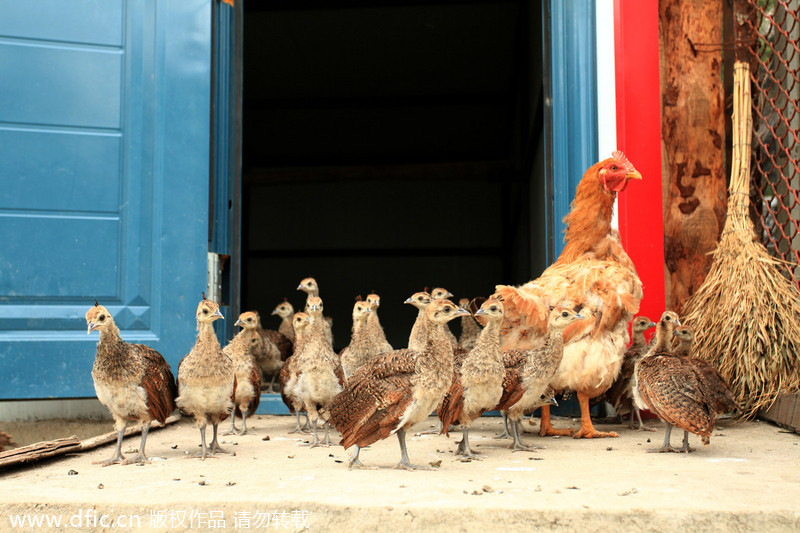 Mother hens for newborn peacocks