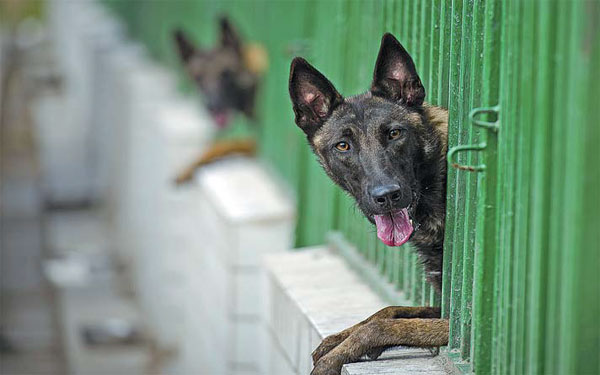 Increasing involvement of dogs as part of security enhancement
