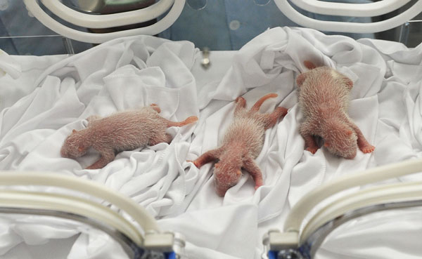 Unique panda triplets take a bow