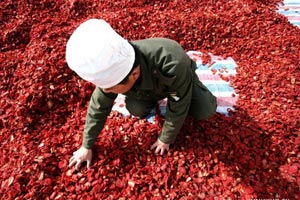 Tomatina joy in Northeast China