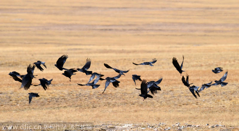 Wild paradise in Xinjiang