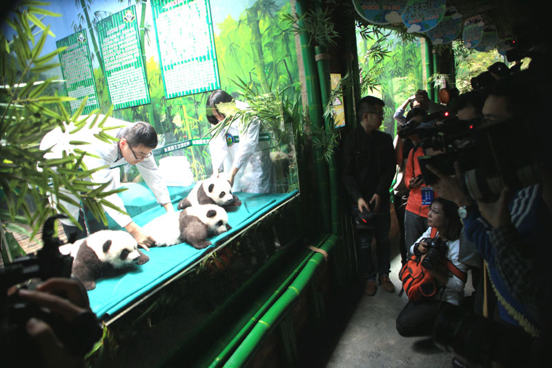 Panda triplets celebrate 100 days