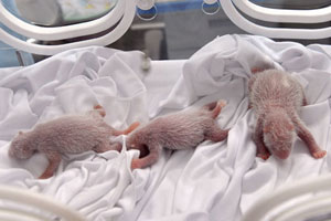 Panda triplets celebrate 100 days